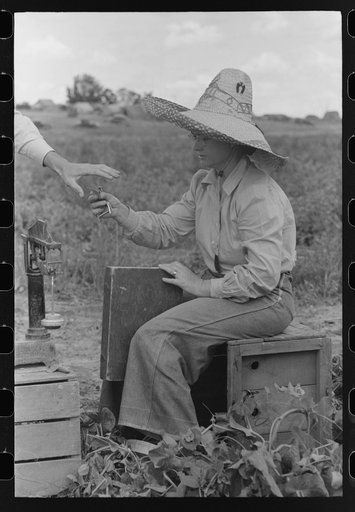 Untitled photo, possibly related to: Checker at labor contractor's pea picking outfit. Nampa, Idaho
