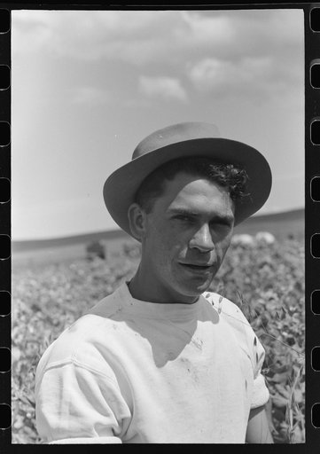 Untitled photo, possibly related to: Labor contractor's crew at work in pea fields. Truck which will carry the crates of peas in middle ground. Contractor's pea pickers camp in background. Nampa, Idaho