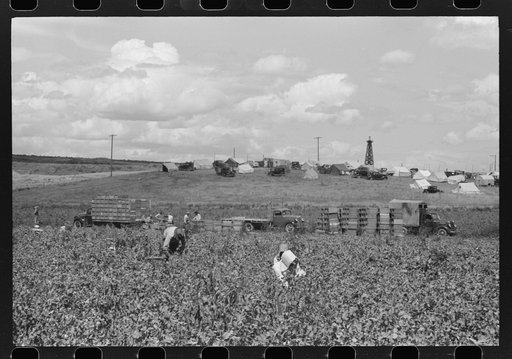 Labor contractor's crew at work in pea fields. Truck which will carry the crates of peas in middle ground. Contractor's pea pickers camp in background. Nampa, Idaho