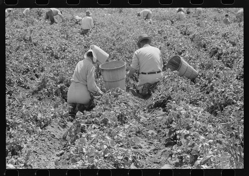 Labor contractor's crew at work in pea fields. Nampa, Idaho