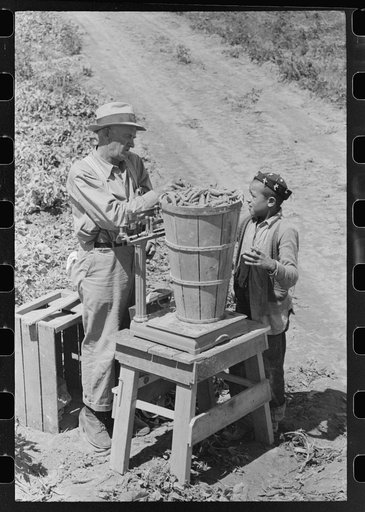 Weighing in a hamper of peas. Labor contractor's pea pickers crew, Nampa, Idaho.
