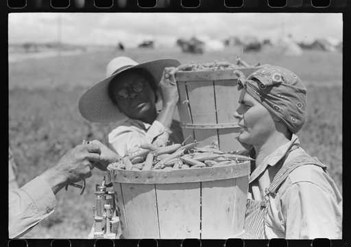 Pea pickers bring in hampers of peas, Nampa, Idaho.