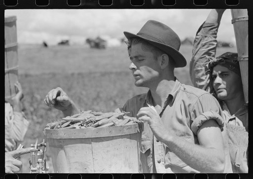 Untitled photo, possibly related to: Weighing in a hamper of peas. Labor contractor's pea pickers crew, Nampa, Idaho.