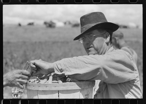 Pea pickers bring in hampers of peas. Nampa, Idaho.