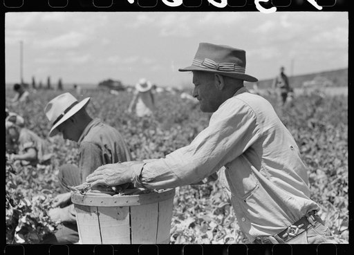 Untitled photo, possibly related to: Weighing in a hamper of peas. Labor contractor's pea pickers crew, Nampa, Idaho.