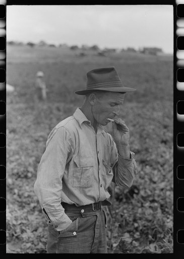 Picker of labor contractor's crew, Nampa, Idaho