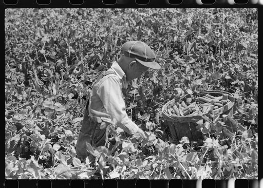 Picking peas, labor contractor's crew. Nampa, Idaho