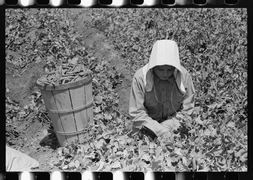 Picking peas, labor contractor's crew. Nampa, Idaho.