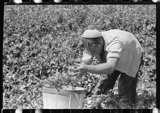 Picking peas, labor contractor's crew. Nampa, Idaho