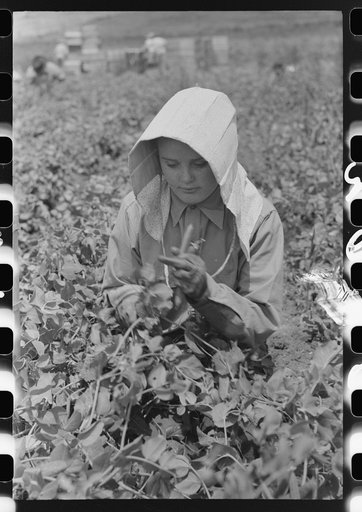 Untitled photo, possibly related to: Picking peas, labor contractor's crew. Nampa, Idaho.