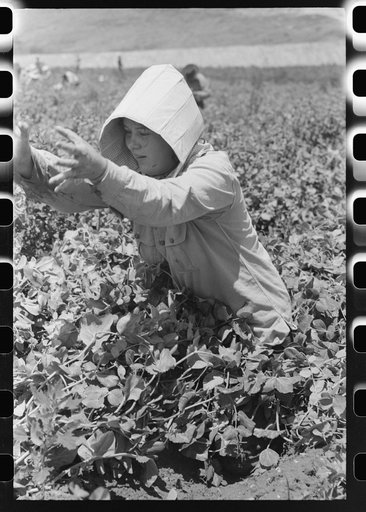 Untitled photo, possibly related to: Picking peas, labor contractor's crew. Nampa, Idaho.