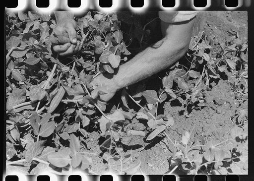 Detail picking peas. Nampa, Idaho