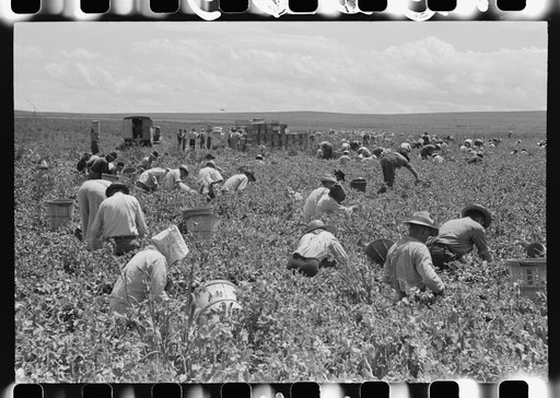 Labor contractor's crew picking peas. Nampa, Idaho