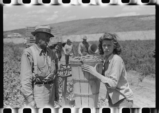Checking in hamper of peas. Labor contractor's crew, Nampa, Idaho.