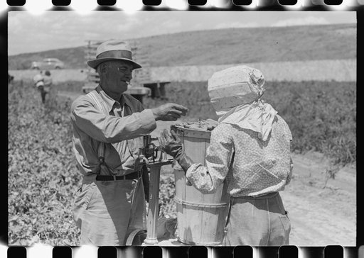 Labor contractor's crew picking peas. Nampa, Idaho