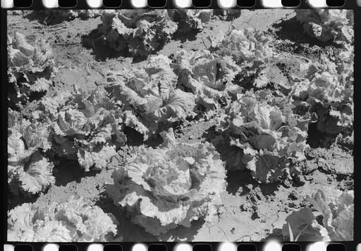 Untitled photo, possibly related to: Lettuce in the field. Canyon County, Idaho