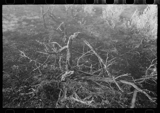 Untitled photo, possibly related to: Grass fire, Malheur County, Oregon