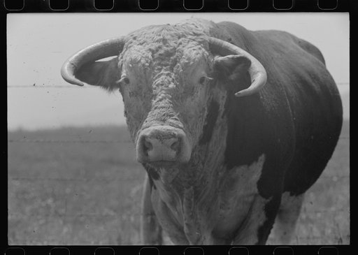 Untitled photo, possibly related to: Bull's head. Cruzen Ranch, Valley County, Idaho