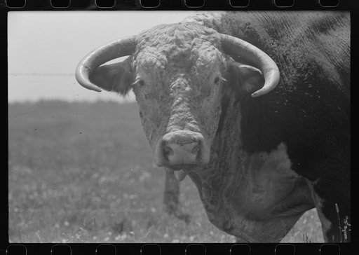 Untitled photo, possibly related to: Bull's head. Cruzen Ranch, Valley County, Idaho