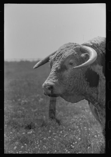 Untitled photo, possibly related to: Bull's head. Cruzen Ranch, Valley County, Idaho