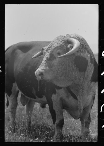 Untitled photo, possibly related to: Bull's head. Cruzen Ranch, Valley County, Idaho