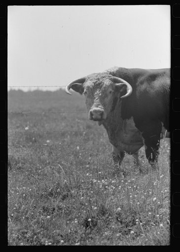 Untitled photo, possibly related to: Bull's head. Cruzen Ranch, Valley County, Idaho