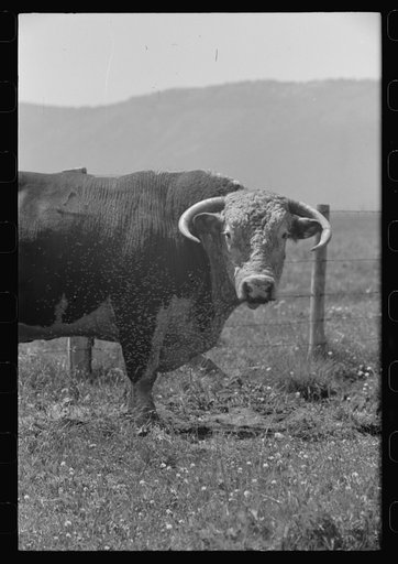 Untitled photo, possibly related to: Bull's head. Cruzen Ranch, Valley County, Idaho