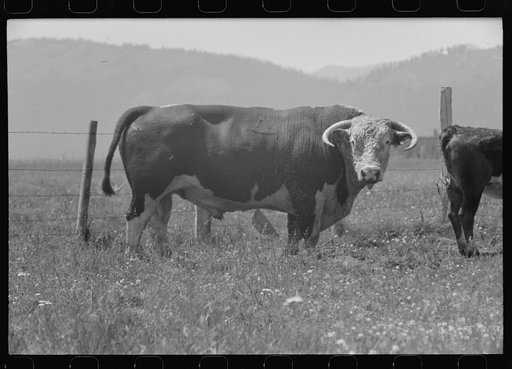 Untitled photo, possibly related to: Bull's head. Cruzen Ranch, Valley County, Idaho