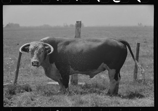 Bull. Cruzen Ranch, Valley County, Idaho