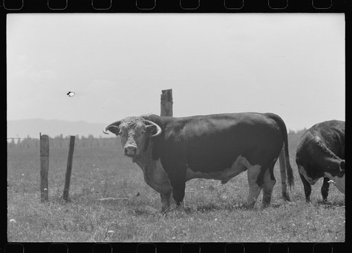 Bull. Cruzen Ranch, Valley County, Idaho