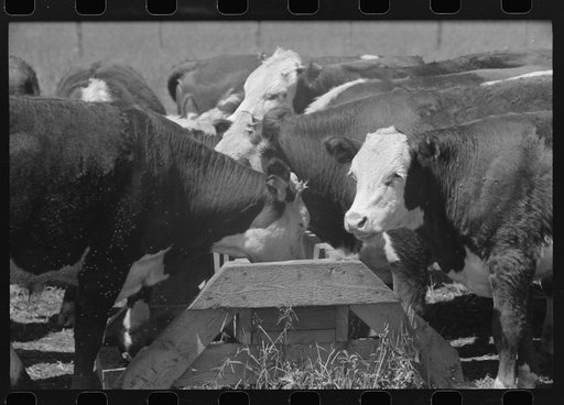 Yearling steers at salt trough on Cruzen Ranch, Valley County, Idaho. Note that the design of the trough discourages the cattle from staying at the trough except when eating the salt
