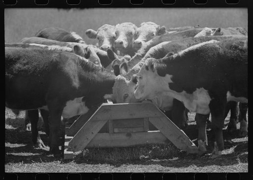 Yearling steers at salt trough on Cruzen Ranch, Valley County, Idaho. Note that the design of the trough discourages the cattle from staying at the trough except when eating the salt