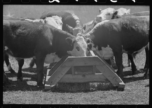 Untitled photo, possibly related to: Yearling steers at salt trough on Cruzen Ranch, Valley County, Idaho. Note that the design of the trough discourages the cattle from staying at the trough except when eating the salt