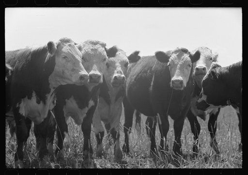 Yearlings. Cruzen Ranch, Valley County, Idaho