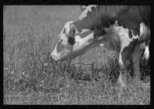 Yearling. Cruzen Ranch, Valley County, Idaho. This land was formerly used for growing timothy seed. Mr. Cruzen has put it back to grass for cattle feeding
