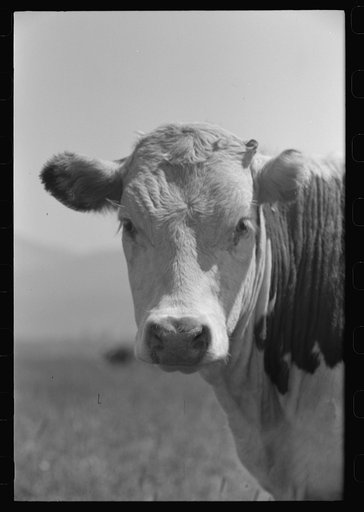 Yearling, Cruzen Ranch, Valley County, Idaho