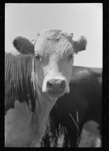 Untitled photo, possibly related to: Yearling, Cruzen Ranch, Valley County, Idaho