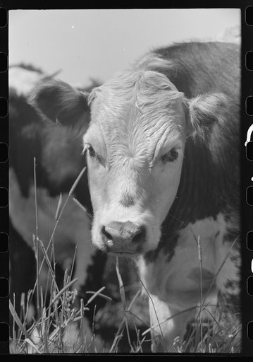 Untitled photo, possibly related to: Yearling, Cruzen Ranch, Valley County, Idaho