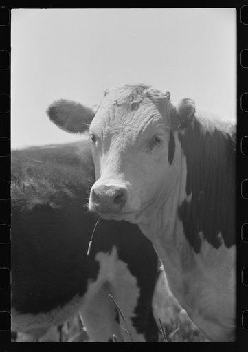 Yearling steer. Cruzen Ranch, Valley County, Idaho