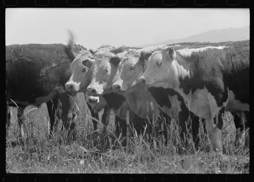 These cattle are fed grass exclusively. Makes prime Western beef. Cruzen Ranch, Valley County, Idaho