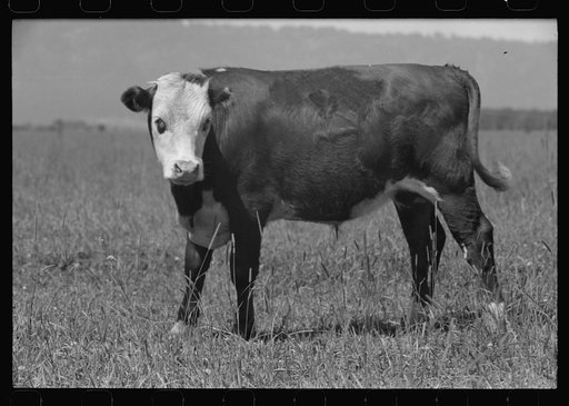 Untitled photo, possibly related to: Yearling, Cruzen Ranch, Valley County, Idaho