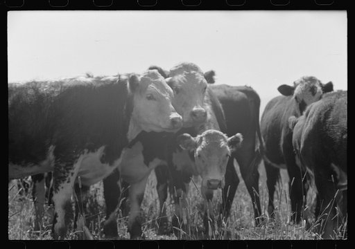 Untitled photo, possibly related to: Yearlings. Cruzen Ranch, Valley County, Idaho