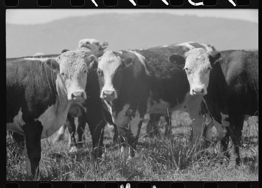 Cattle. Cruzen Ranch, Valley County, Idaho