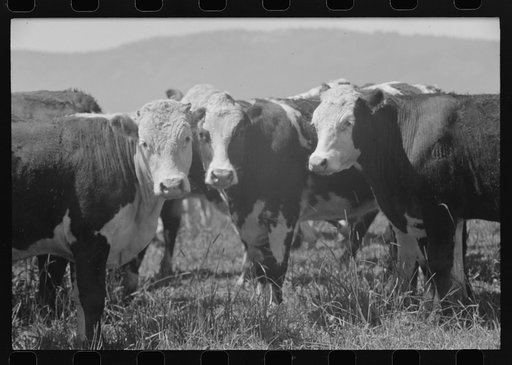Untitled photo, possibly related to: Yearlings. Cruzen Ranch, Valley County, Idaho