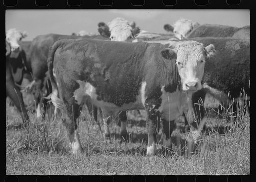 Untitled photo, possibly related to: Yearlings. Cruzen Ranch, Valley County, Idaho
