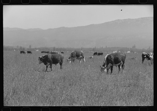 Untitled photo, possibly related to: Yearlings. Cruzen Ranch, Valley County, Idaho