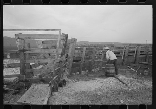 Untitled photo, possibly related to: Cattle with hoof rot are driven through these pens which contain solution of blue vitriol on the Cruzen Ranch, Valley County, Idaho