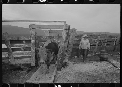 Cattle with hoof rot are driven through these pens which contain solution of blue vitriol on the Cruzen Ranch, Valley County, Idaho