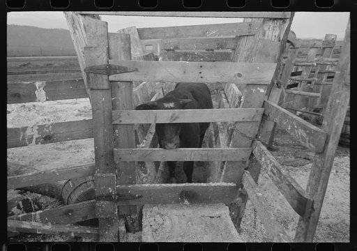 Cattle being tested with blue vitriol solution for hoof rot, Cruzen Ranch, Valley County, Idaho
