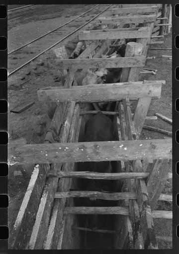 Untitled photo, possibly related to: Cattle being treated with blue vitriol solution for hoof rot, Cruzen Ranch, Valley County, Idaho